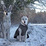 cropped-DSC_0756-weihnachtskarte-scaled-1.jpg