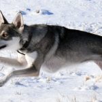 cropped-rala-run.jpg