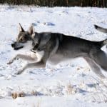 rala-run