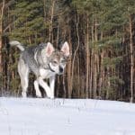 rala-schne-wald